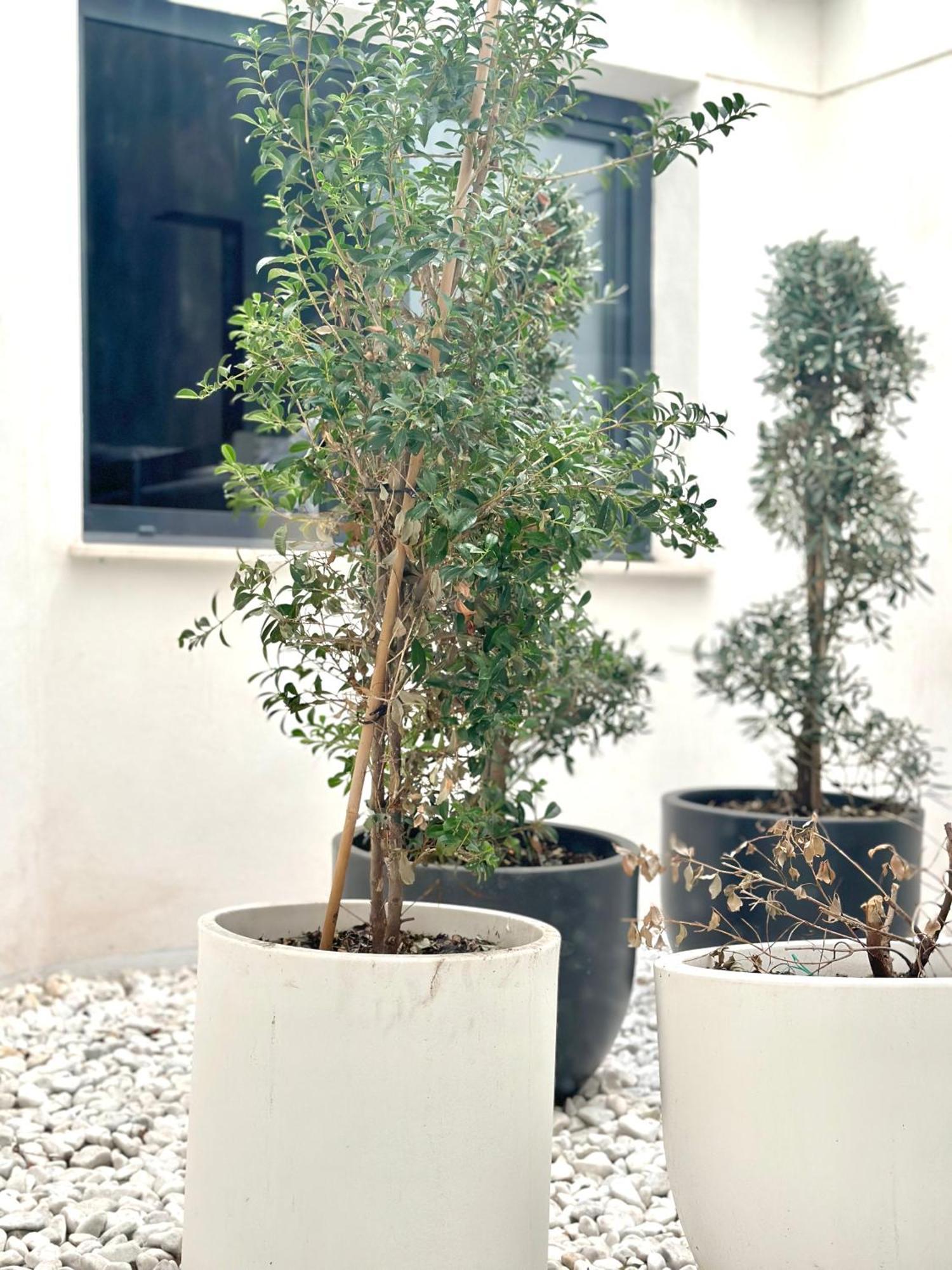 Hostel Alicante A-Cero Living Εξωτερικό φωτογραφία